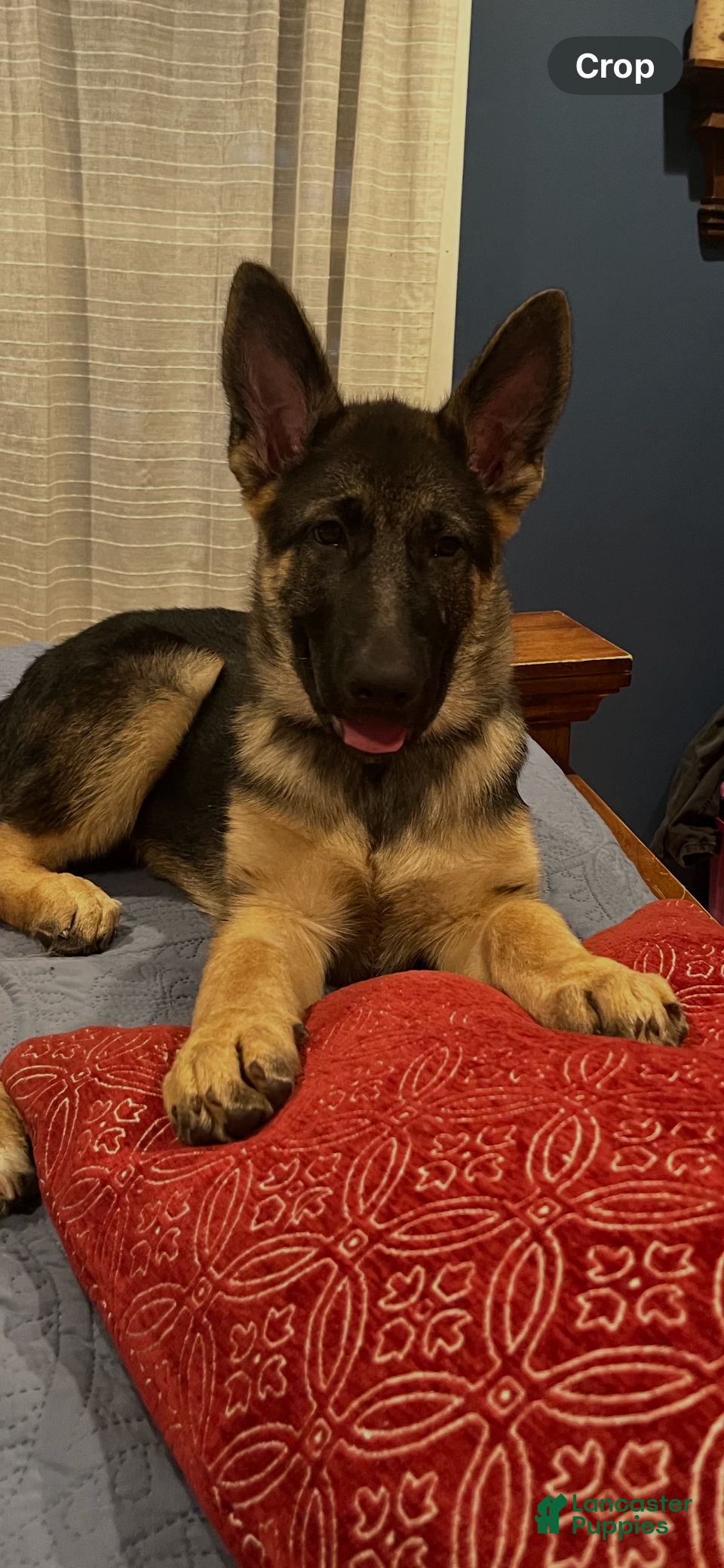 German Shepherd dogs German Shepherd 2 - Ad 40