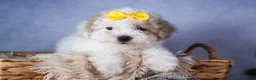 Bichpoo dogs for sale: Snowflake - Ad 4