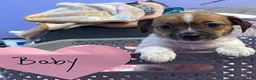 Chihuahua dogs for sale: Chihuahua 4 - Ad 2