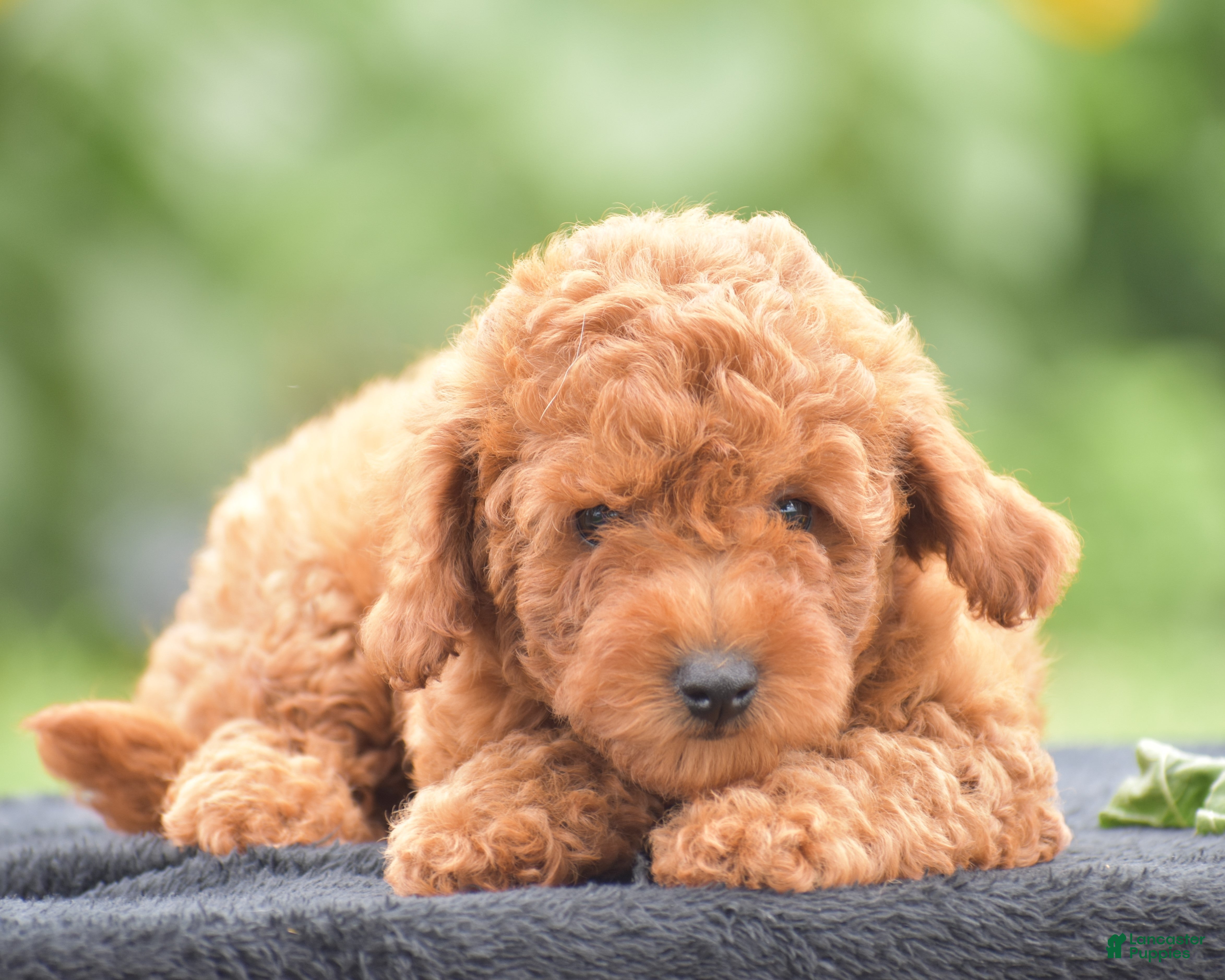 Miniature Poodle dogs Rosette - Ad 1