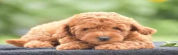 Miniature Poodle dogs for sale: Rosette - Ad 1