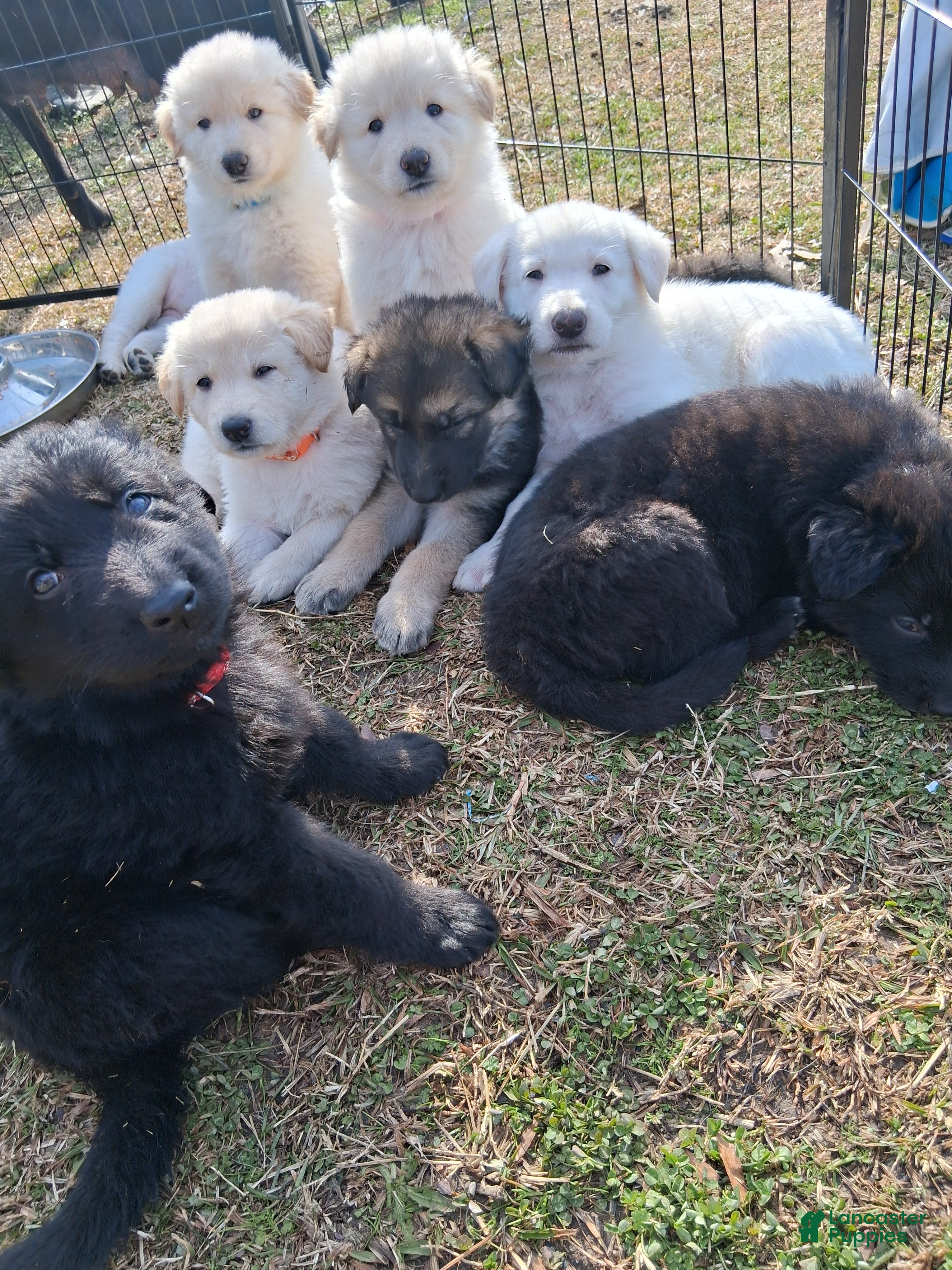 German Shepherd dogs Tiger - Ad 2