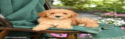 Miniature Poodle dogs for sale: Buddy - Ad 2