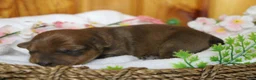 Yorkiepoo dogs for sale: Jacque  - Ad 5