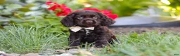 Cocker Spaniel dogs for sale: Denver - Ad 6