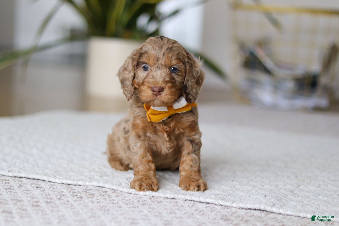 Cockapoo dogs for sale: Ace - Ad 7