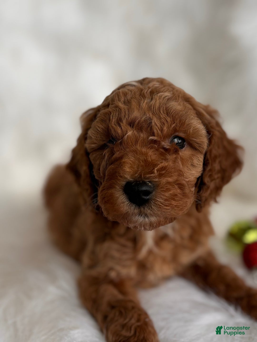 Mixed Breed dogs for sale: Mini Dasher - Ad 1