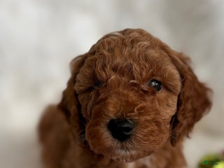 Mixed Breed dogs Mini Dasher - Ad 15