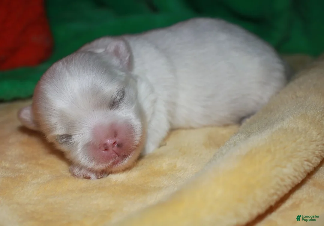 Maltese dogs for sale: Maci - Ad 2