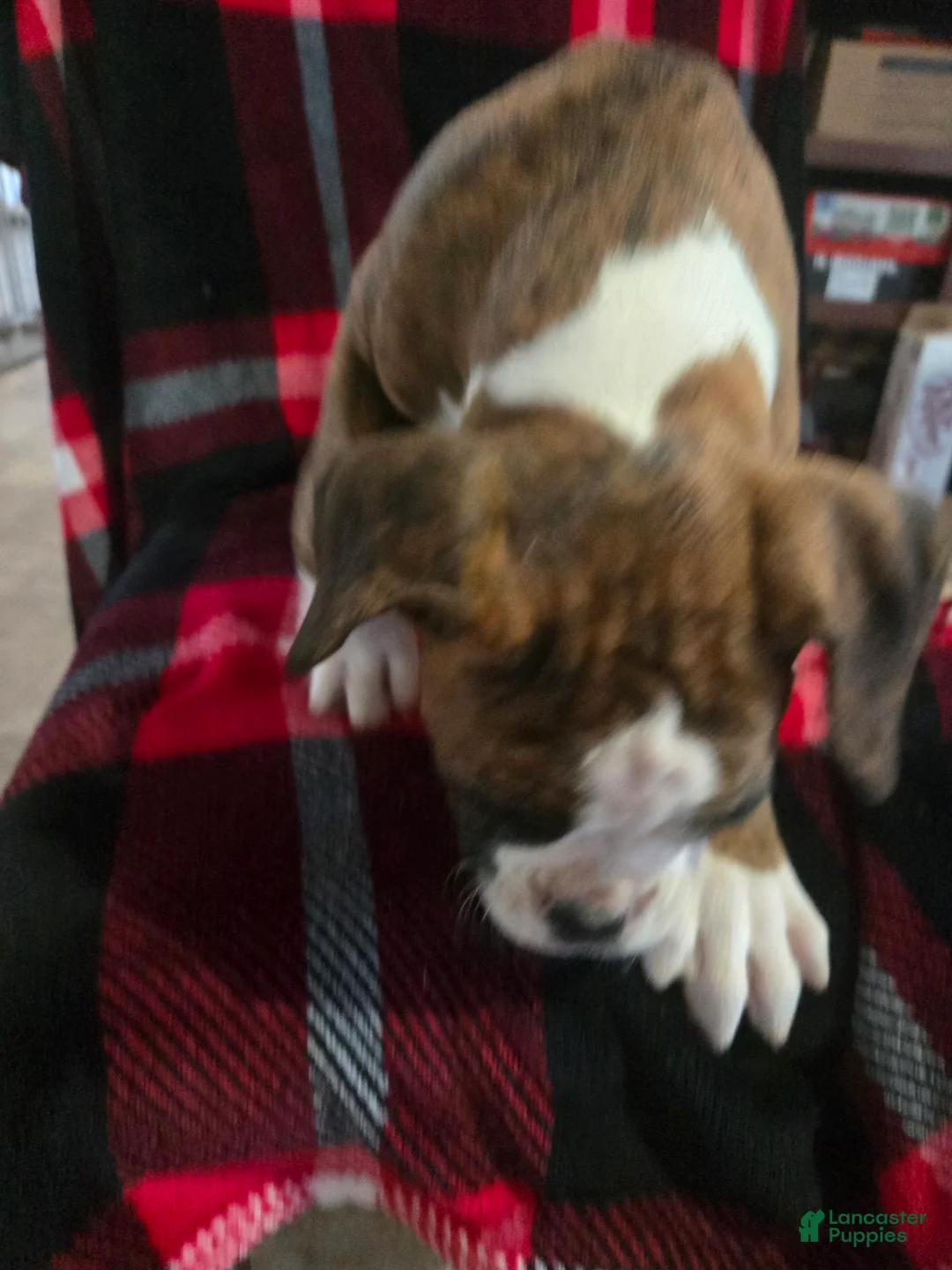Boxer dogs for sale: Diamond  - Ad 5