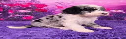 Mini Sheepadoodle dogs for sale: Saria - Ad 2