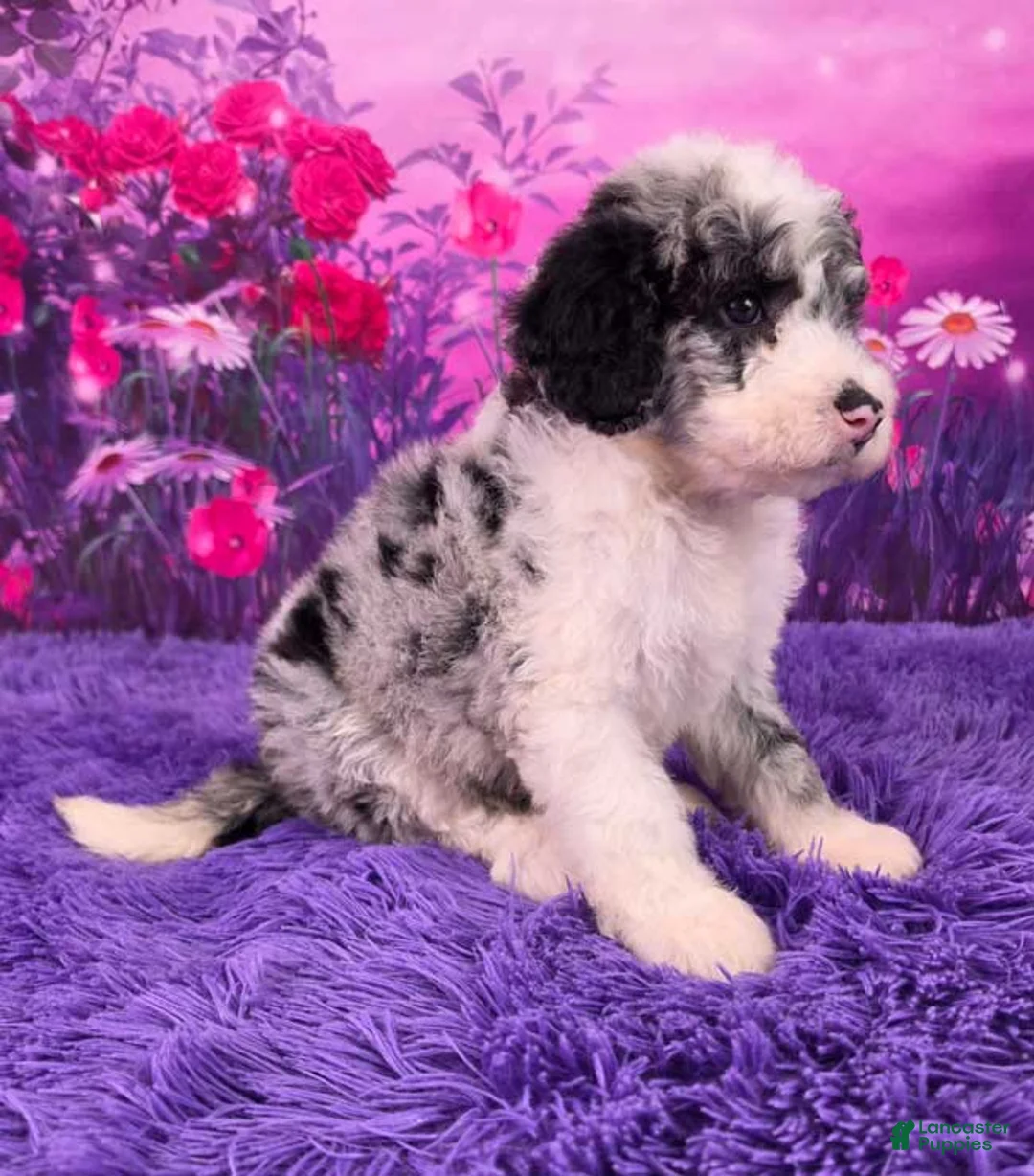 Mini Sheepadoodle dogs for sale: Saria - Ad 2