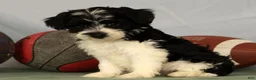 Yorkiepoo dogs for sale: Evelyn - Ad 8