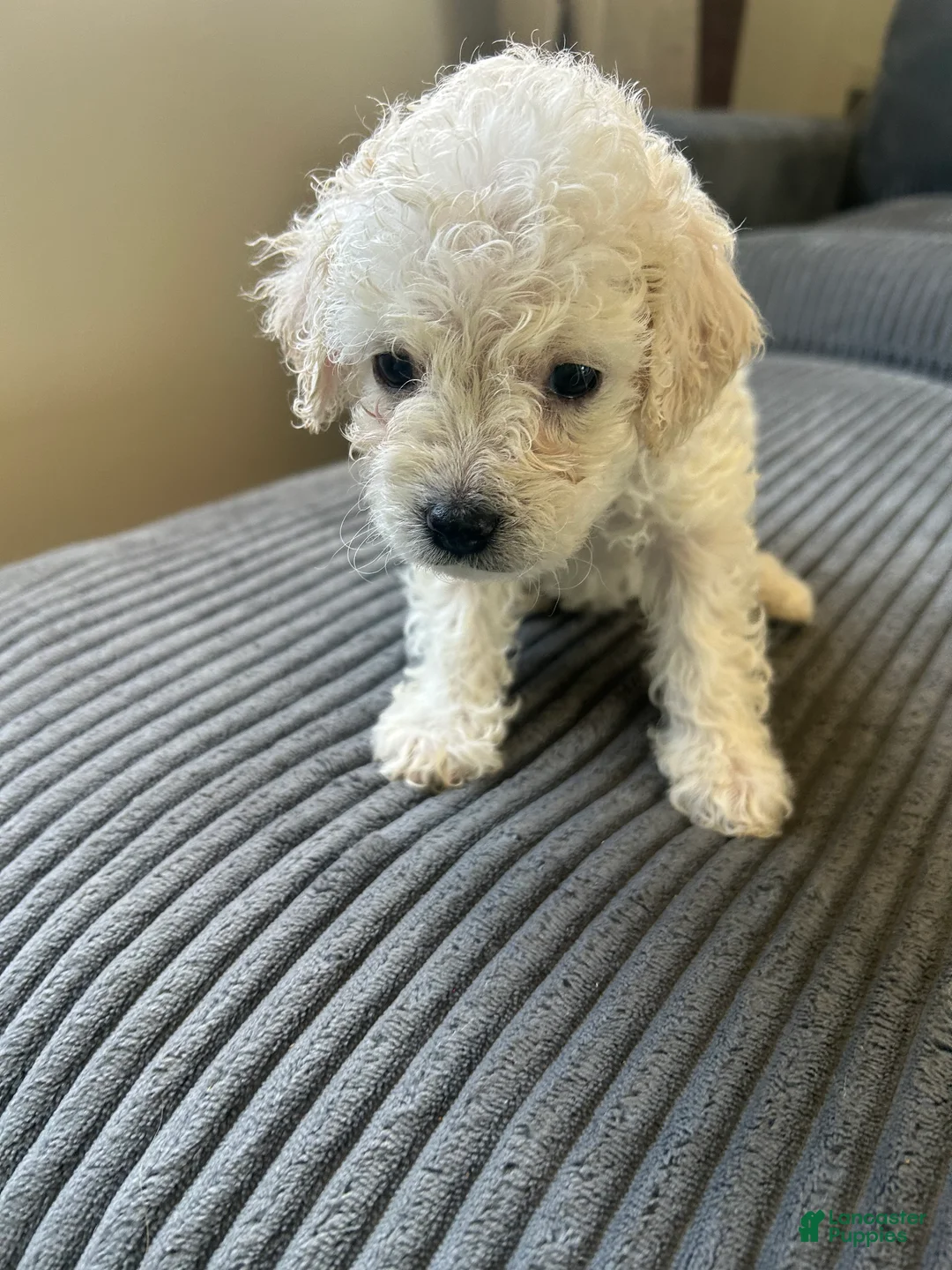 Mixed Breed dogs for sale: Mixed Breed 4 - Ad 2