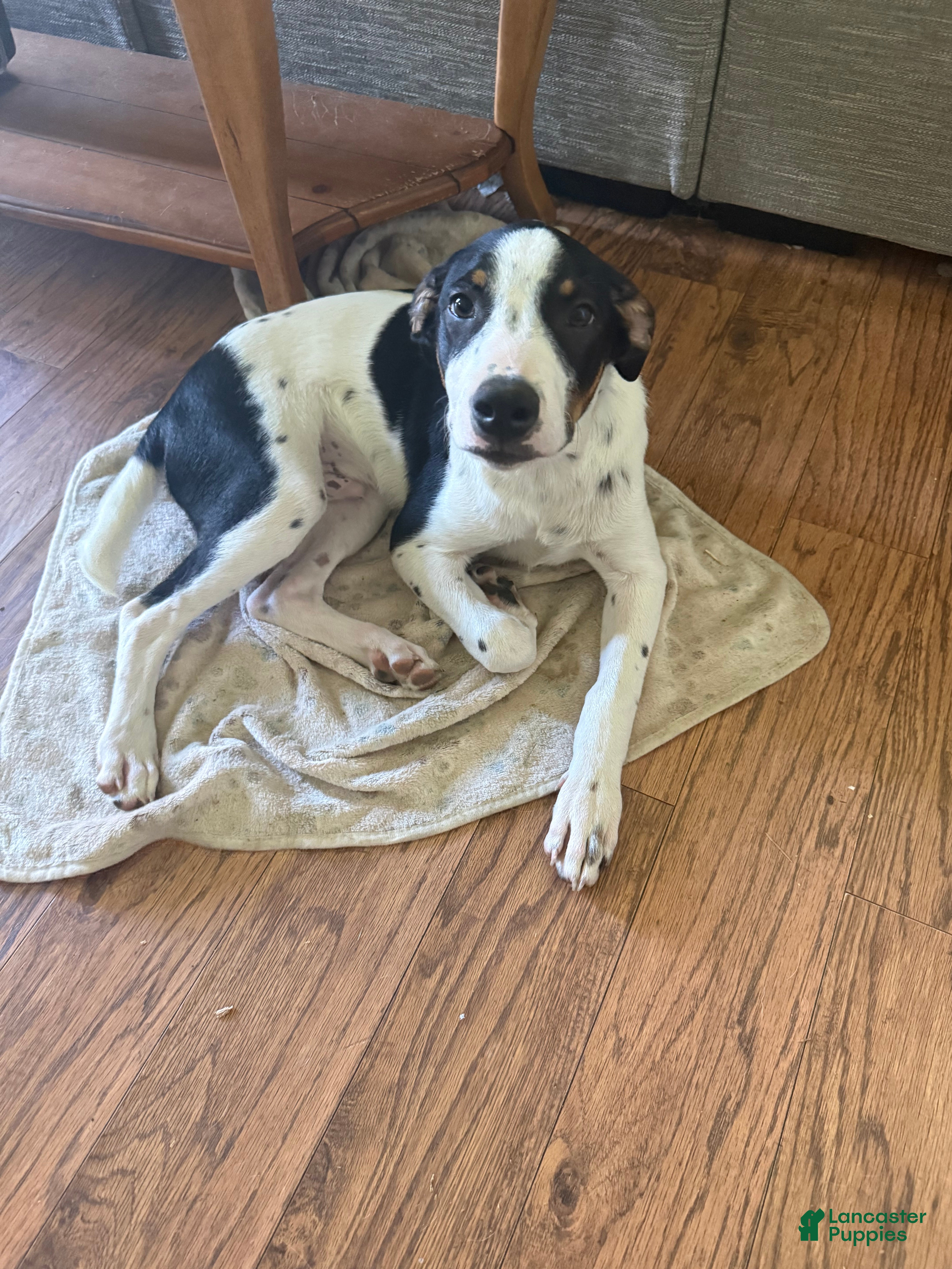 Australian Cattle Dog dogs Jasper - Ad 32