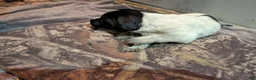 German Wirehaired Pointer dogs for sale: German Wirehaired Pointer Puppy 5 - Ad 2