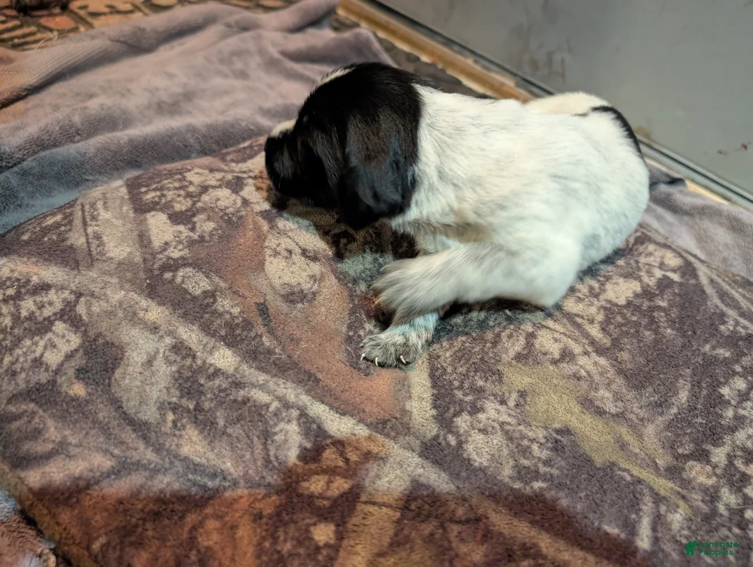 German Wirehaired Pointer dogs for sale: German Wirehaired Pointer Puppy 5 - Ad 2