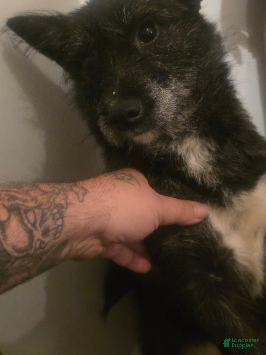 Mixed Breed dogs for sale: Mia - Ad 8