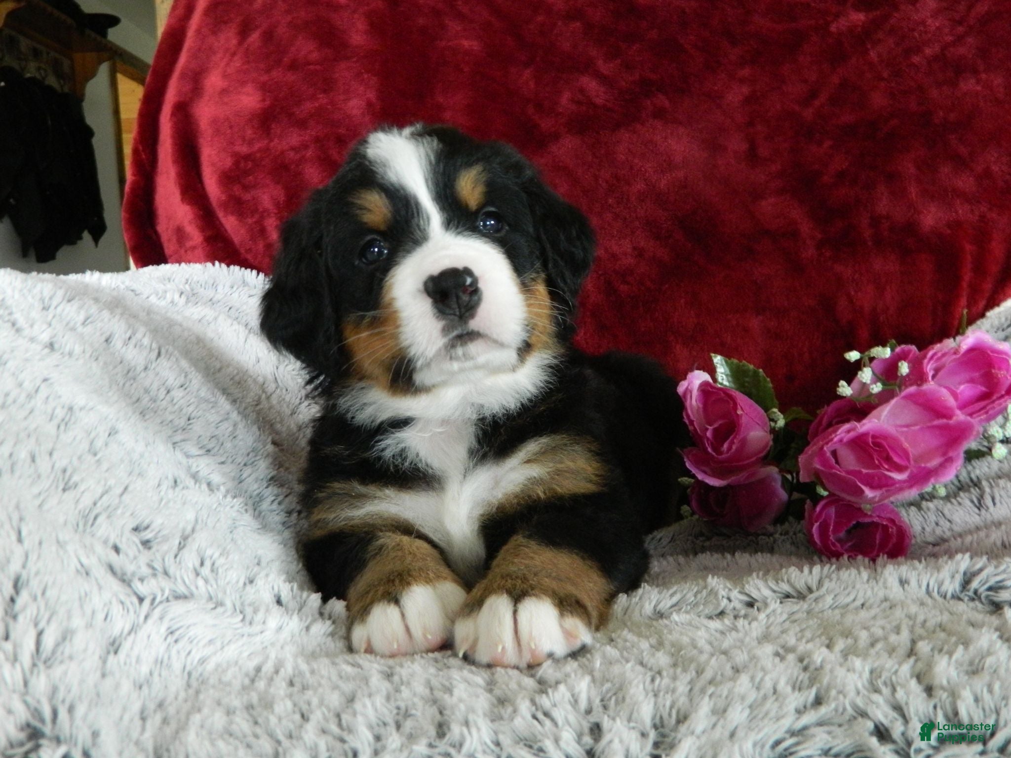 Bernese Mountain Dog dogs Barbie - Ad 20