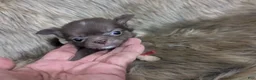 Chihuahua dogs for sale: Cherry LC Female  - Ad 15