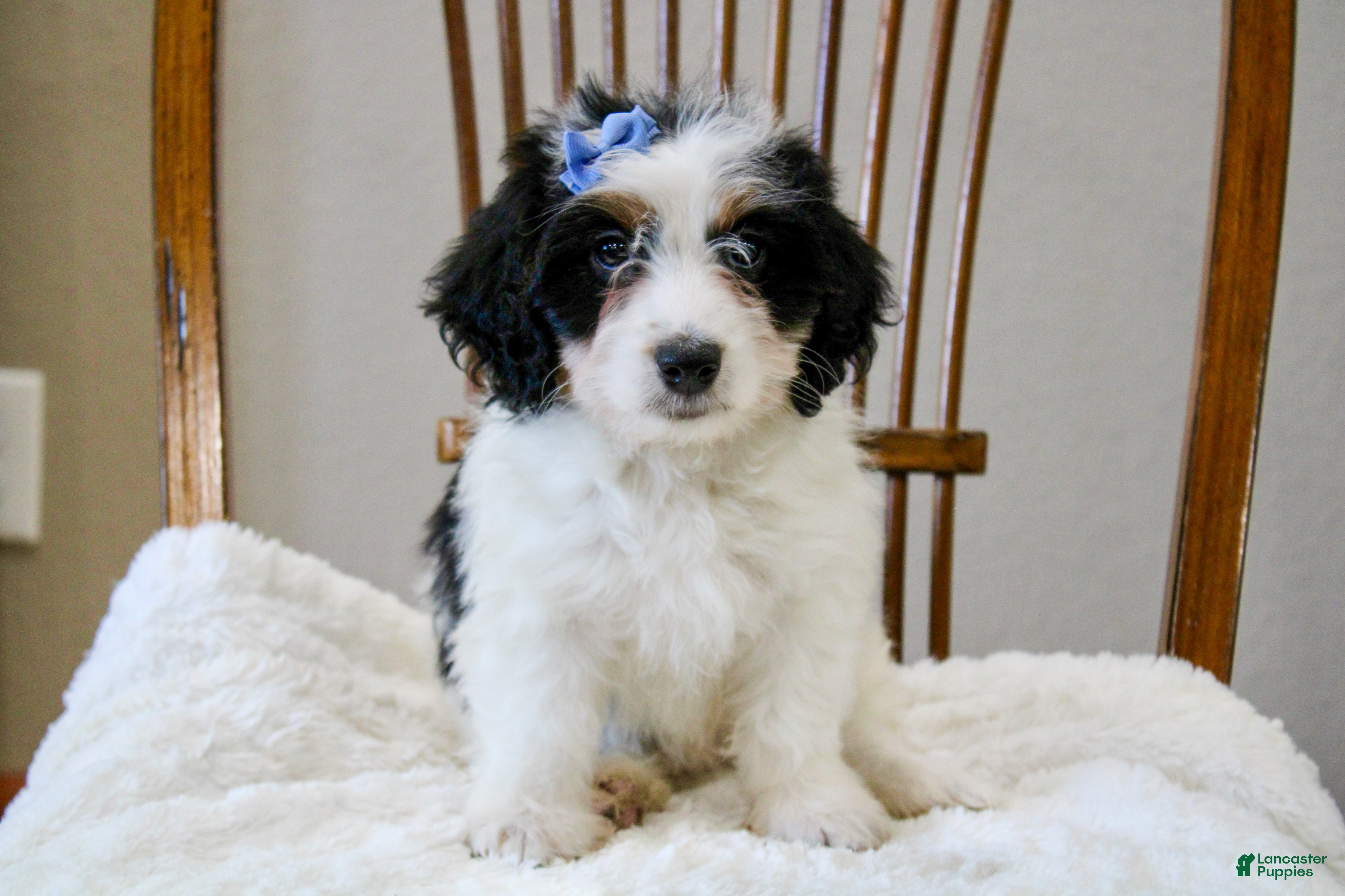 Mini Bernedoodle dogs Skye  - Ad 1