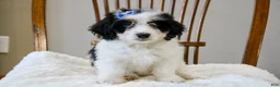 Mini Bernedoodle dogs for sale: Skye  - Ad 1