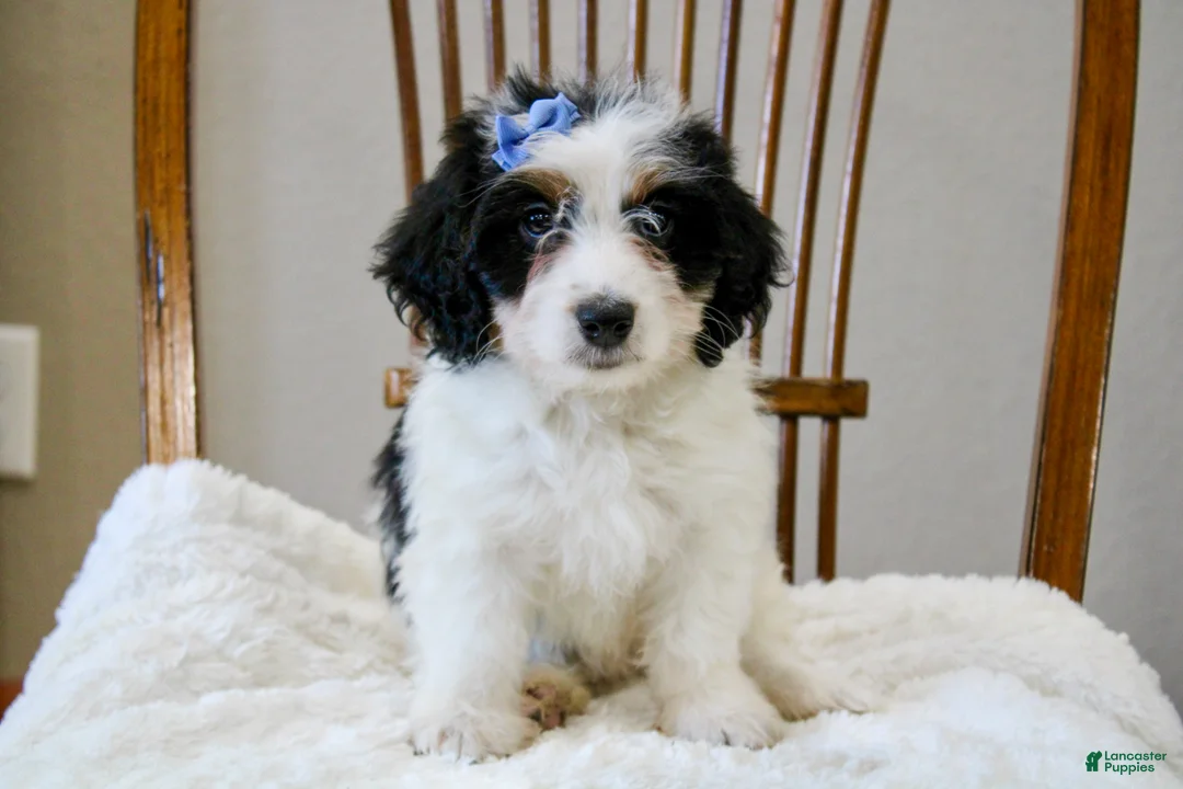 Mini Bernedoodle dogs for sale: Skye  - Ad 1