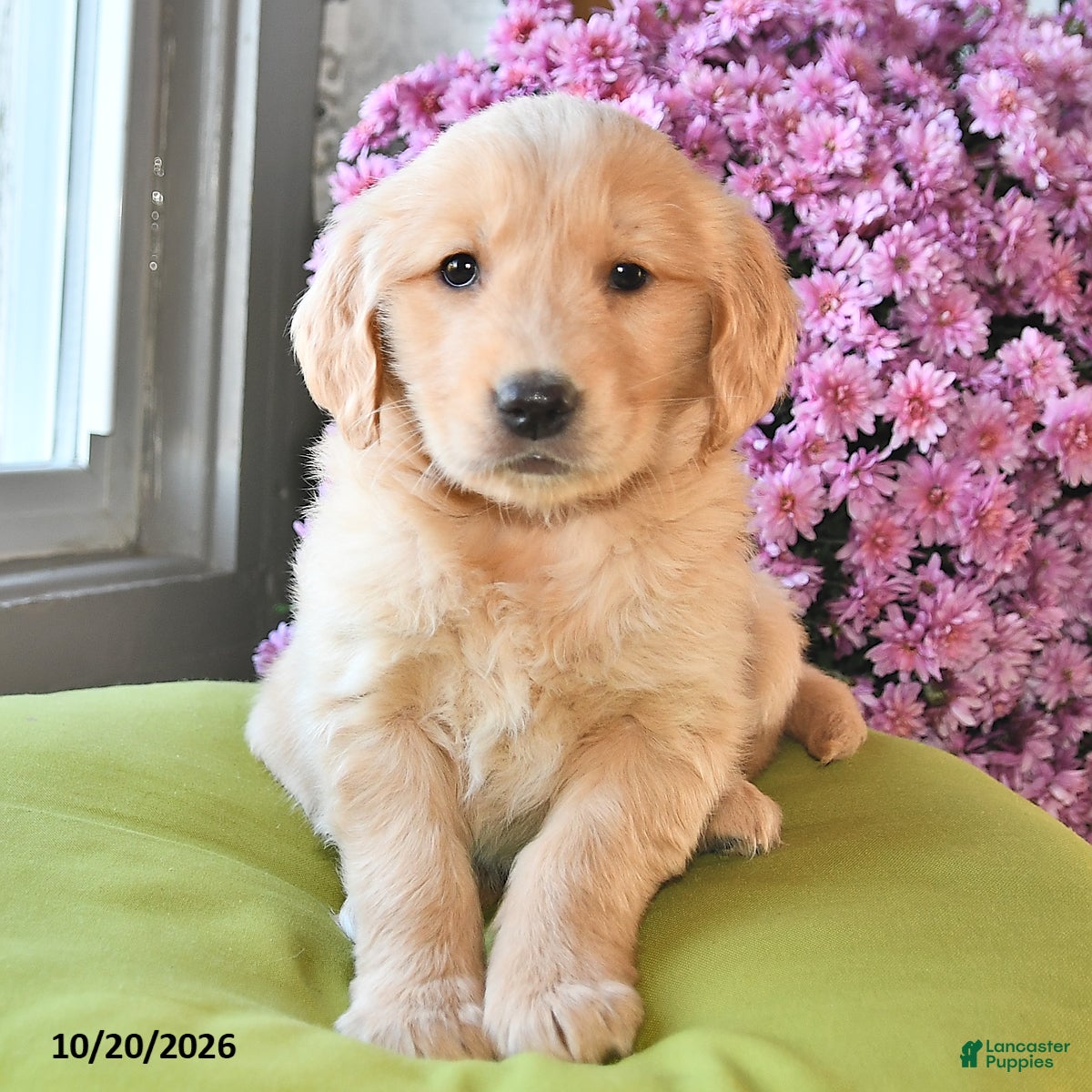 Golden Retriever dogs for sale: Reeca - Ad 2
