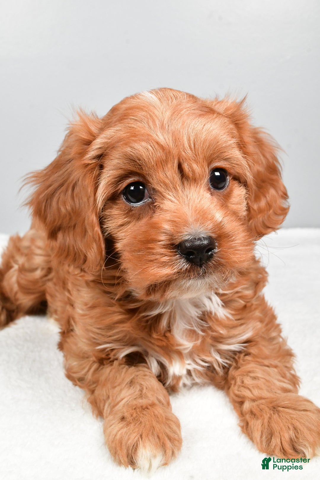 Cavapoo dogs for sale: Spencer  - Ad 5