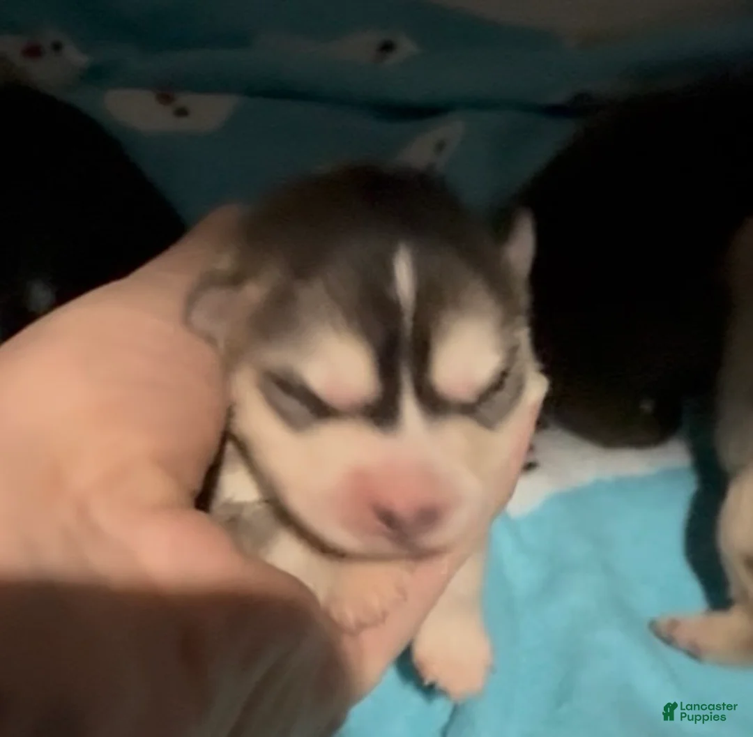 Pomsky dogs for sale: Simba Pomsky Puppy 3 - Ad 15