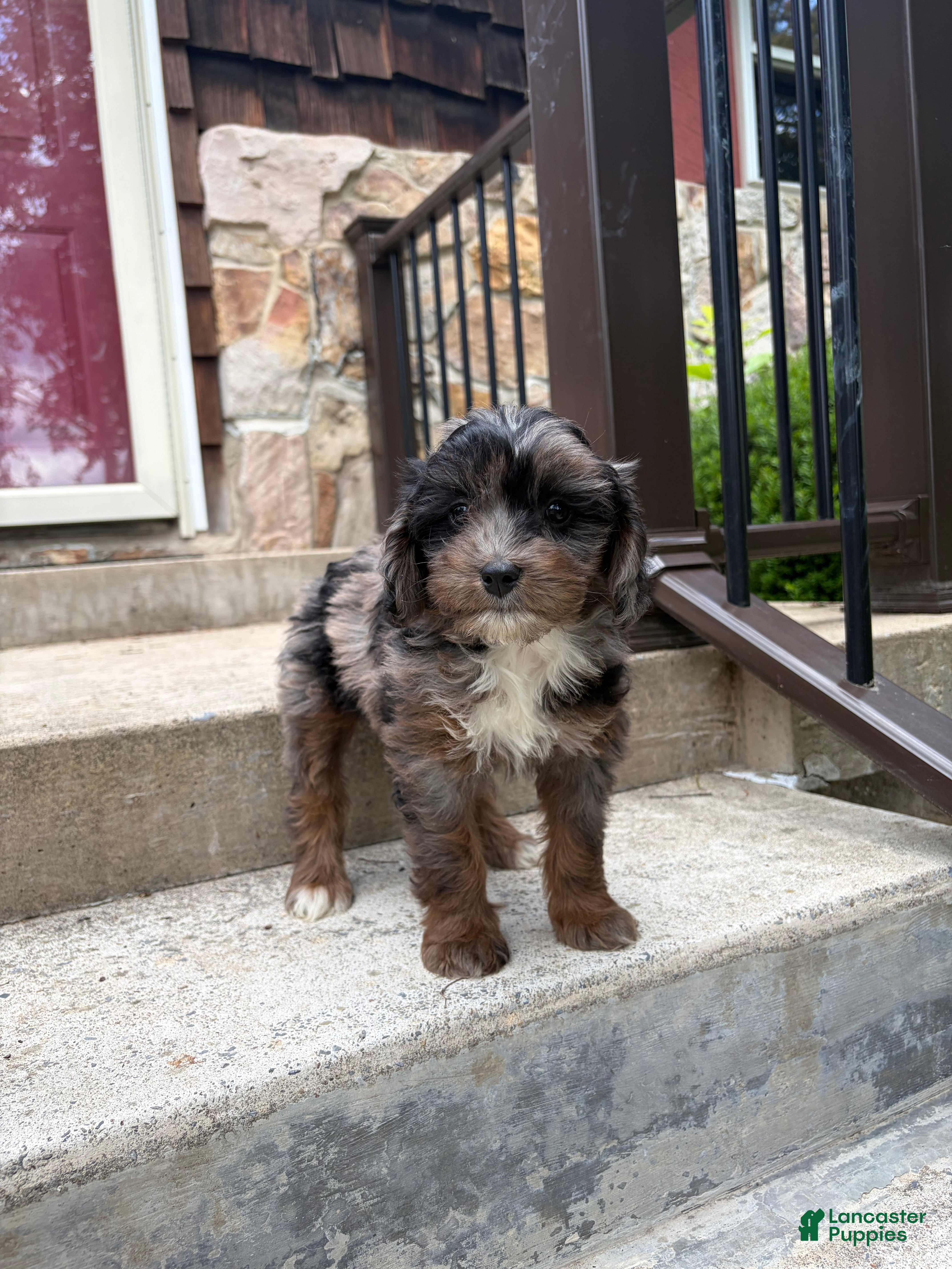 Mini Bernedoodle dogs Pearl - Ad 1
