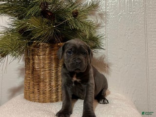 Cane Corso dogs Lola - Ad 23