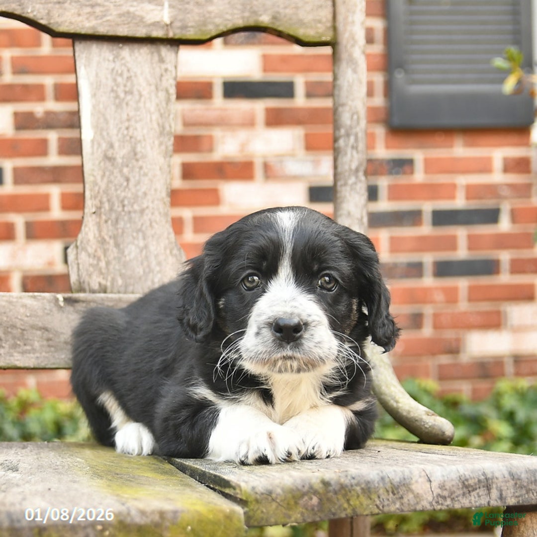 Mixed Breed dogs for sale: Honey   - Ad 3