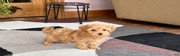 Maltipoo dogs for sale: Maltipoo Puppy 3 male - Ad 6