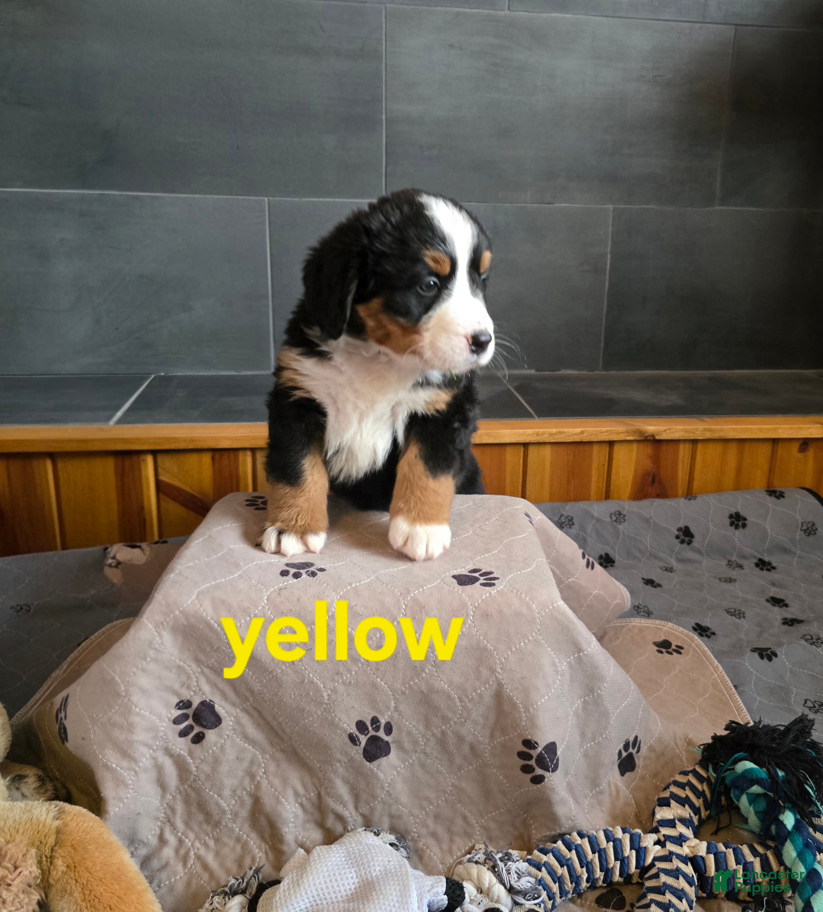 Bernese Mountain Dog dogs Yellow - Ad 2