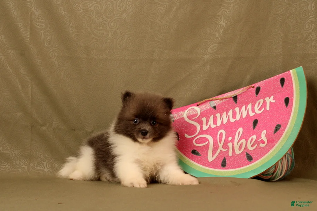 Pomeranian dogs for sale: Ada - Ad 4