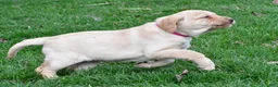 Labrador Retriever dogs for sale: Betty - Ad 4