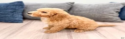 Miniature Labradoodle dogs for sale: Kallie - Ad 5