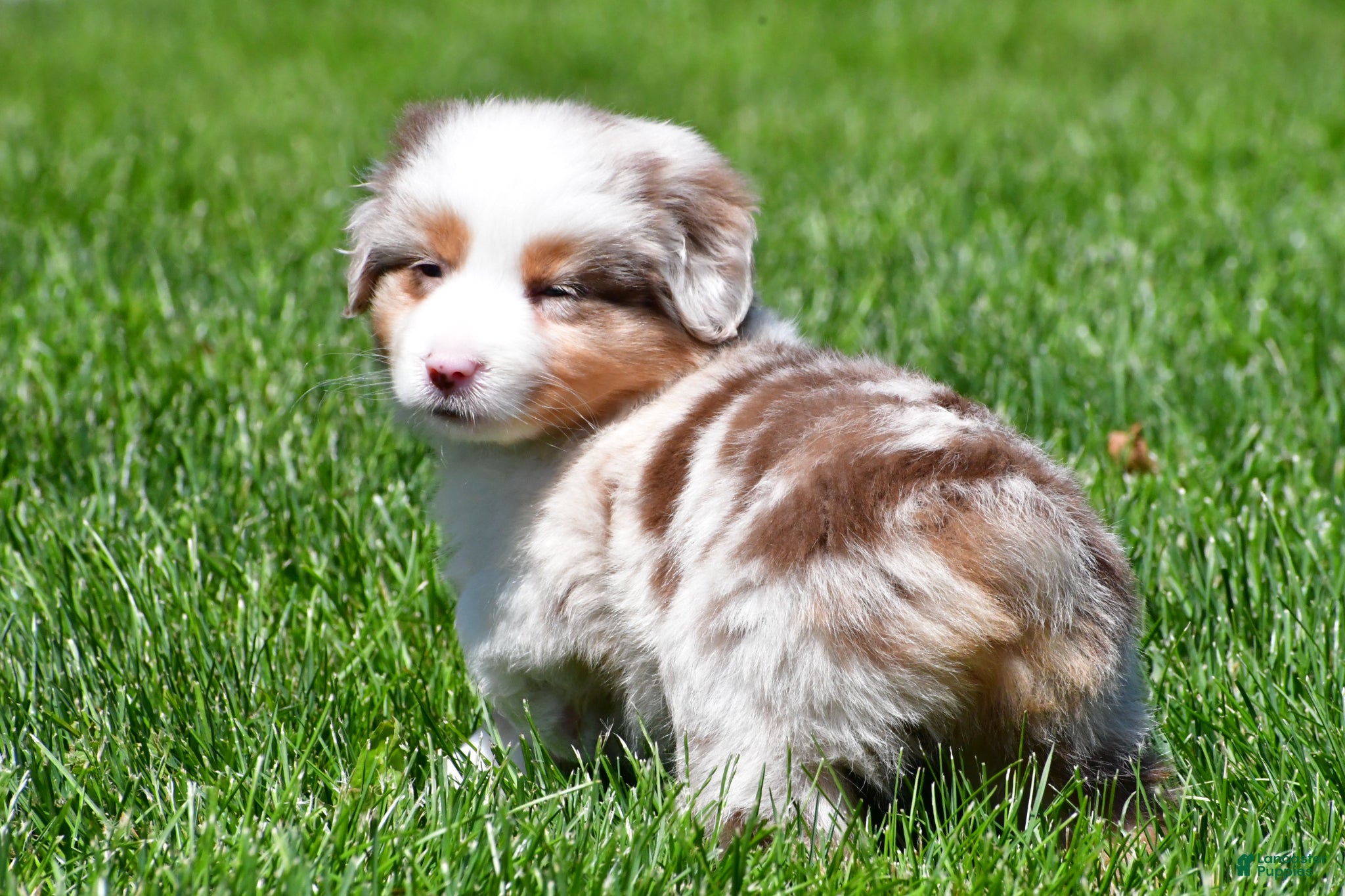 Miniature Australian Shepherd dogs for sale: Crystal - Ad 6