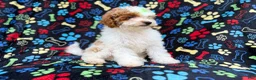 Miniature Poodle dogs for sale: Candy - Ad 5