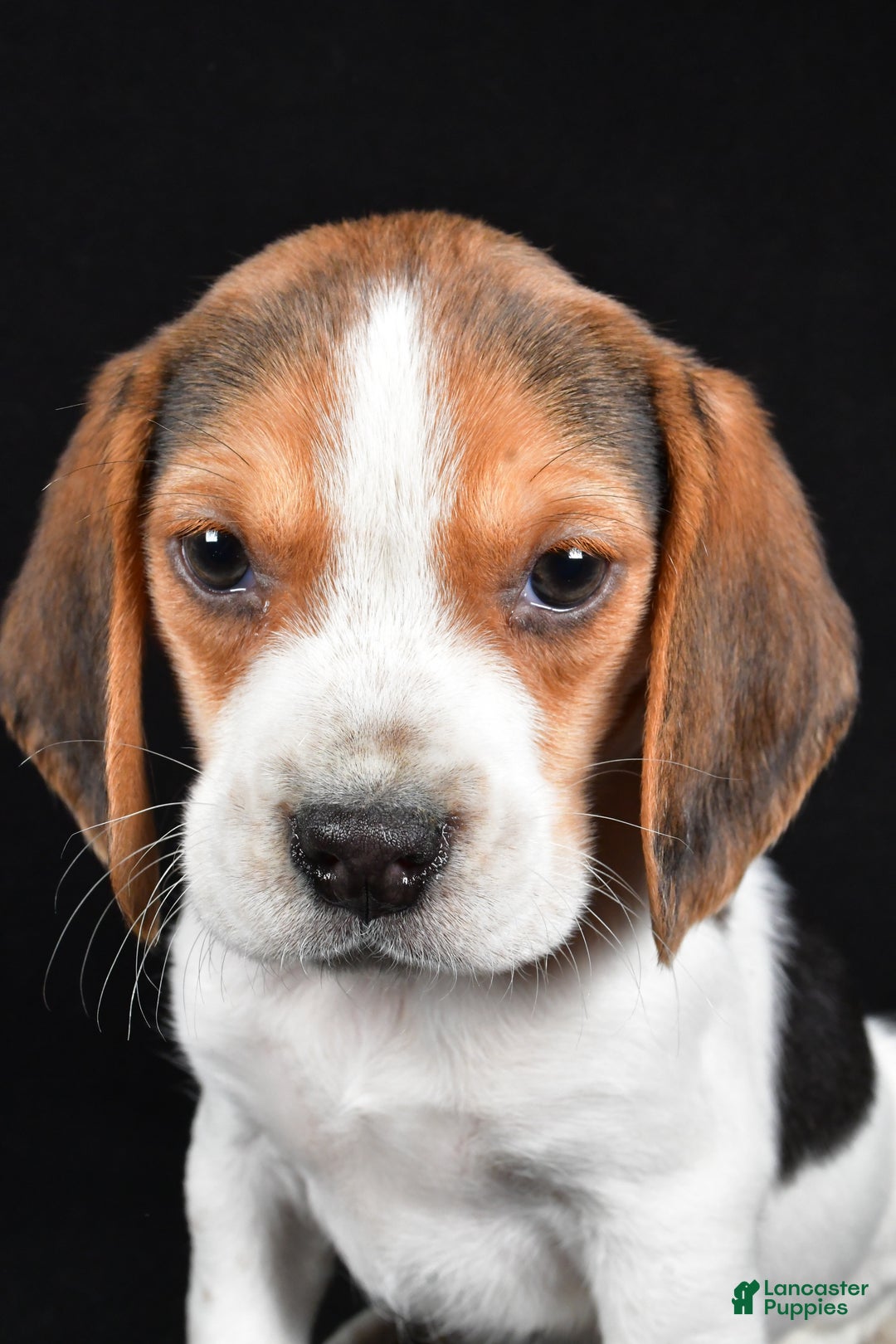 Beagle dogs for sale: Alex - Ad 7