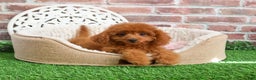 Cavapoo dogs for sale: Beauty  - Ad 2