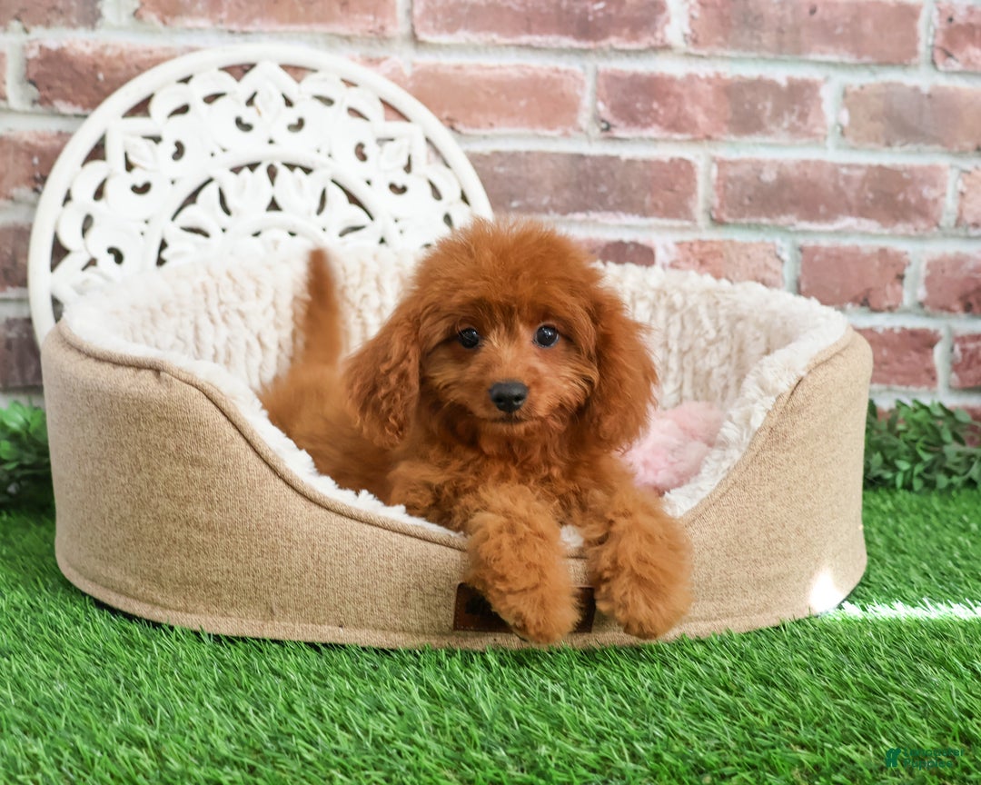 Cavapoo dogs for sale: Beauty  - Ad 2