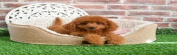 Cavapoo dogs for sale: Beauty  - Ad 3