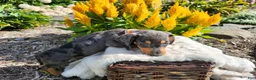 Miniature Dachshund dogs for sale: Remy  - Ad 17