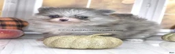 Pomeranian dogs for sale: Blueberry - Silvery Blue Merle - w/Blue Eye - Ad 6