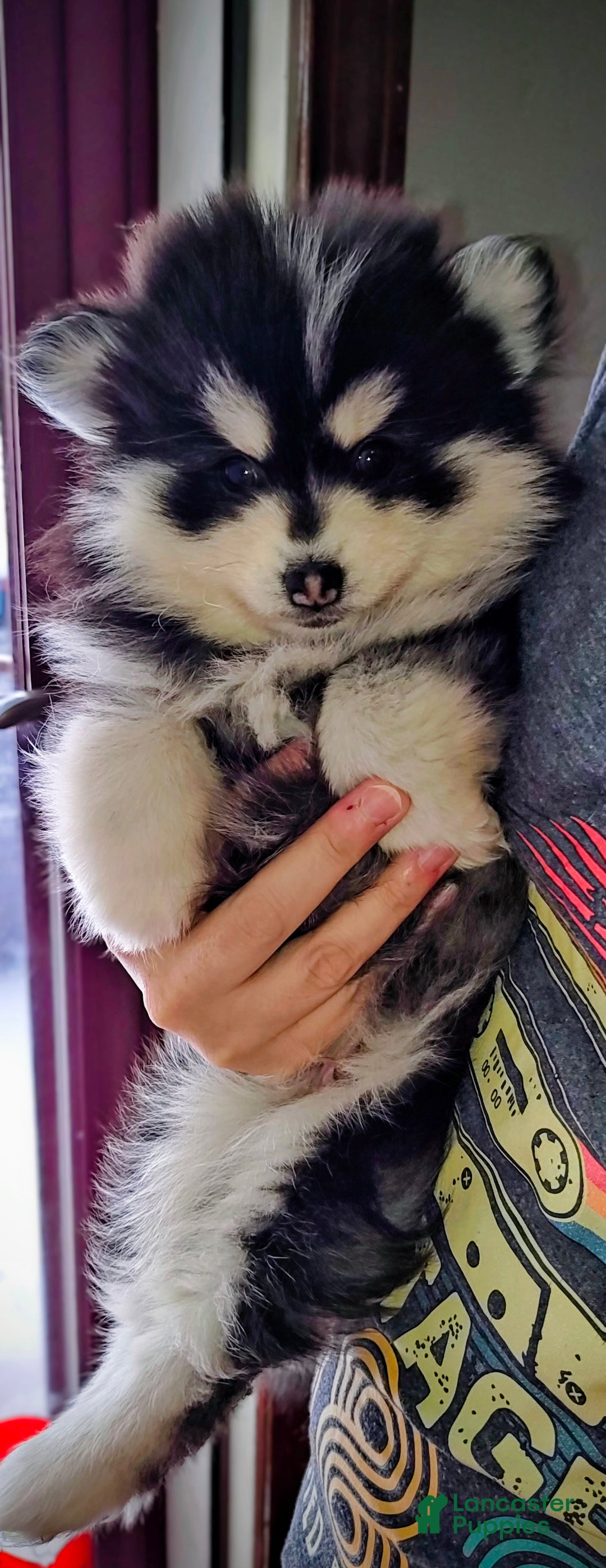 Pomsky dogs for sale: Pomsky Puppy 3 - Ad 1