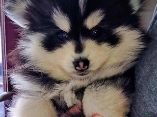 Pomsky dogs Pomsky Puppy 3 - Ad 15