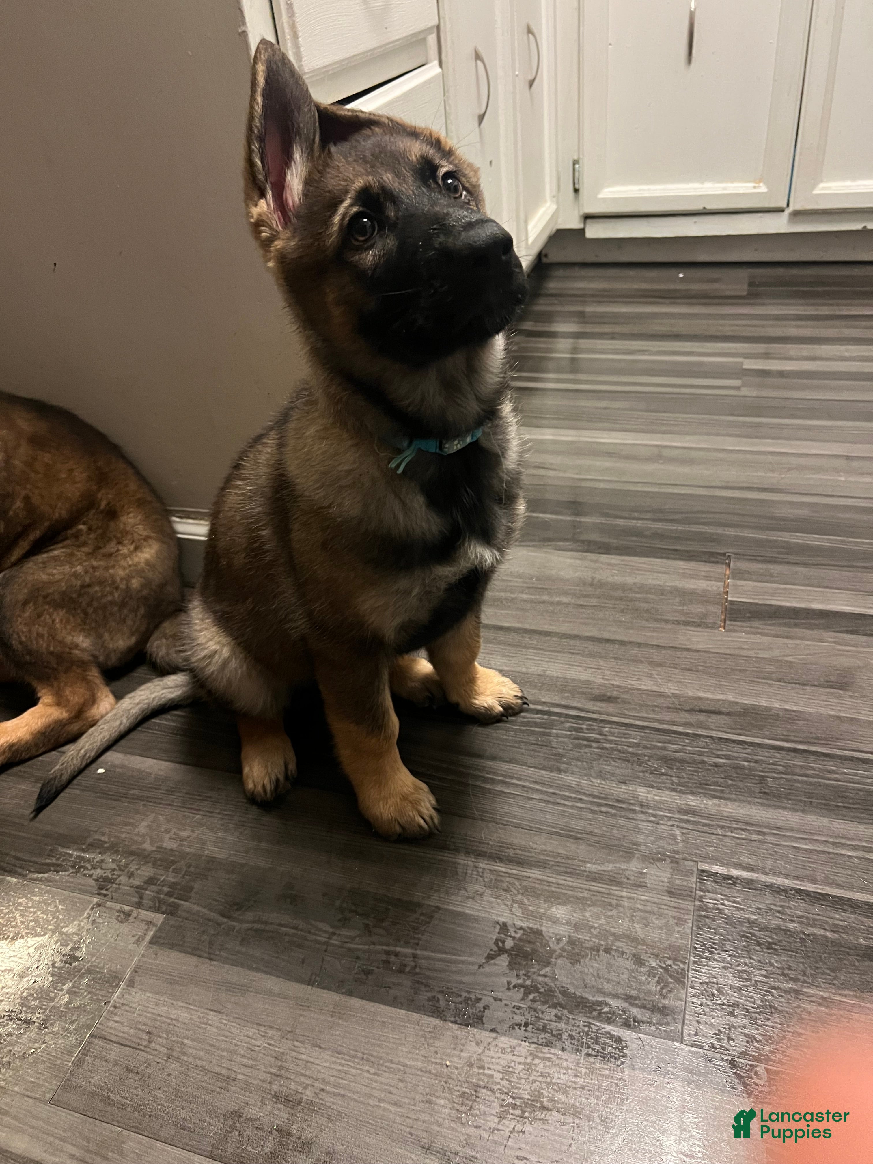 German Shepherd dogs German Shepherd Puppy 6 - Ad 2