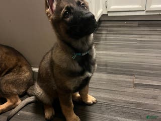 German Shepherd dogs German Shepherd Puppy 6 - Ad 2